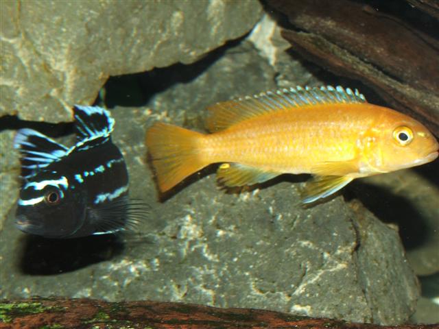 Cichlidé cobalt